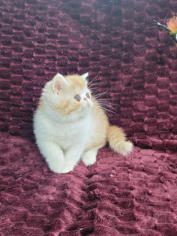 CAMEO AND WHITE EXOTIC SHORTHAIR BOY DARKER photo 8