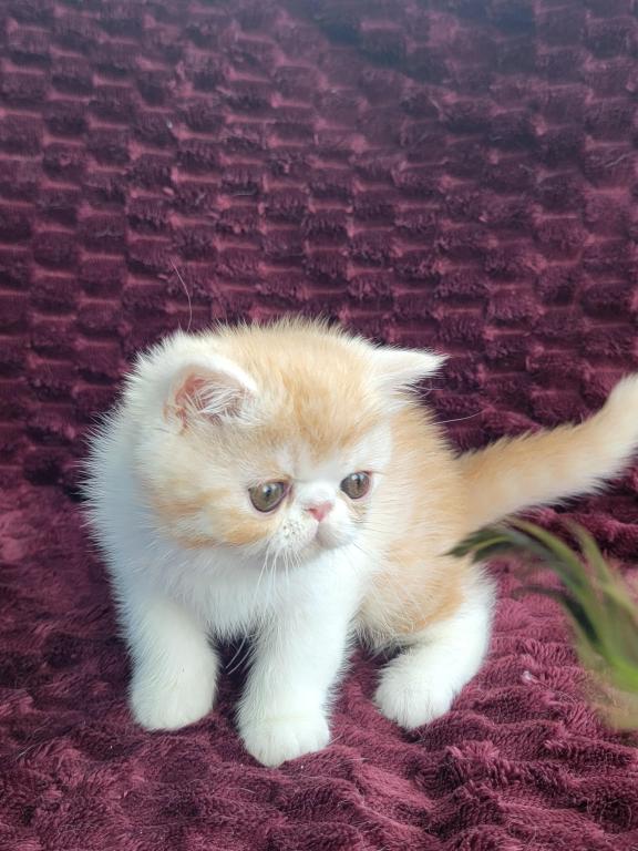CAMEO AND WHITE EXOTIC SHORTHAIR BOY DARKER photo 4