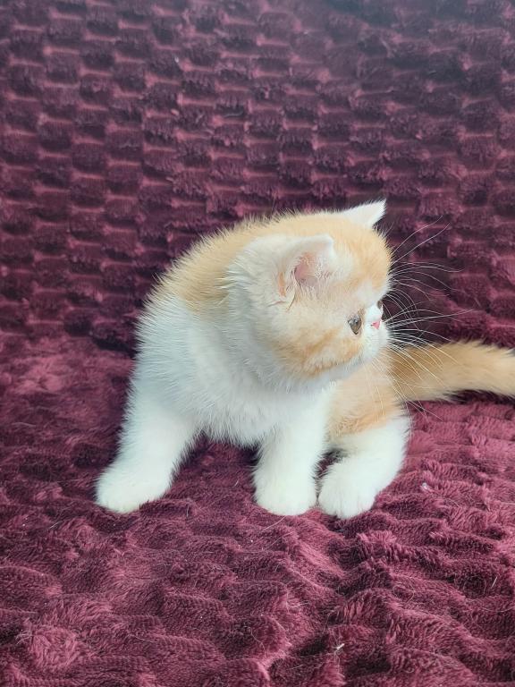 CAMEO AND WHITE EXOTIC SHORTHAIR BOY DARKER photo 6