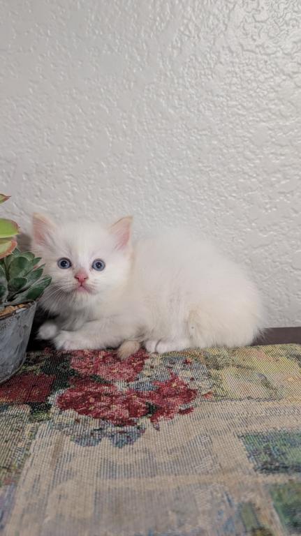 Milo photo 1