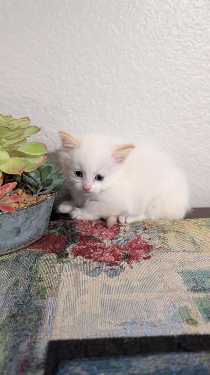 Milo photo 2