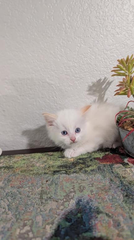 Milo photo 3
