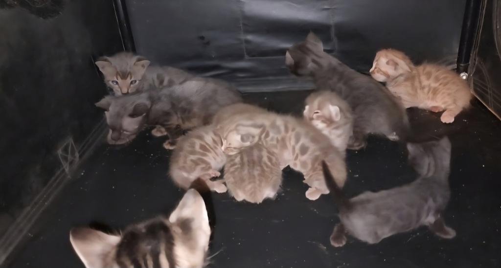 TICA Bengal Kittens