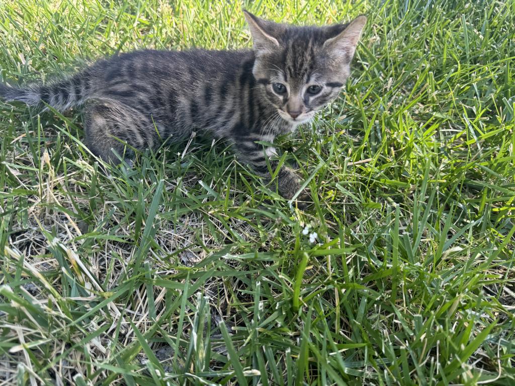 HP F1 Savannah Male Tyler photo 9