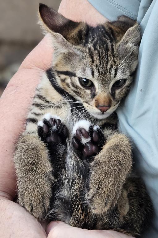HP F1 Savannah Male Tyler photo 5
