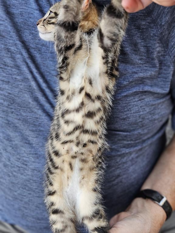 HP F1 Savannah Male Tyler photo 4