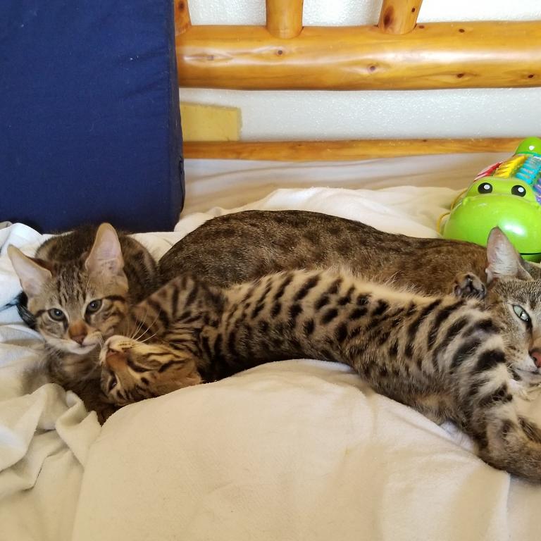 HP F1 Savannah Male Tyler photo 8