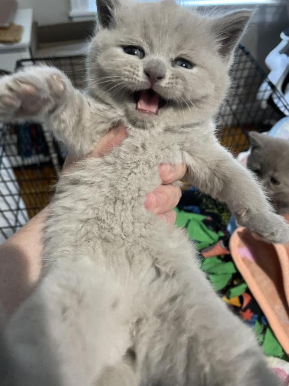 Kitten 4 photo 1