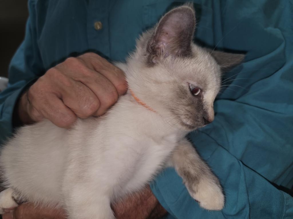Lavender 1 Female photo 2
