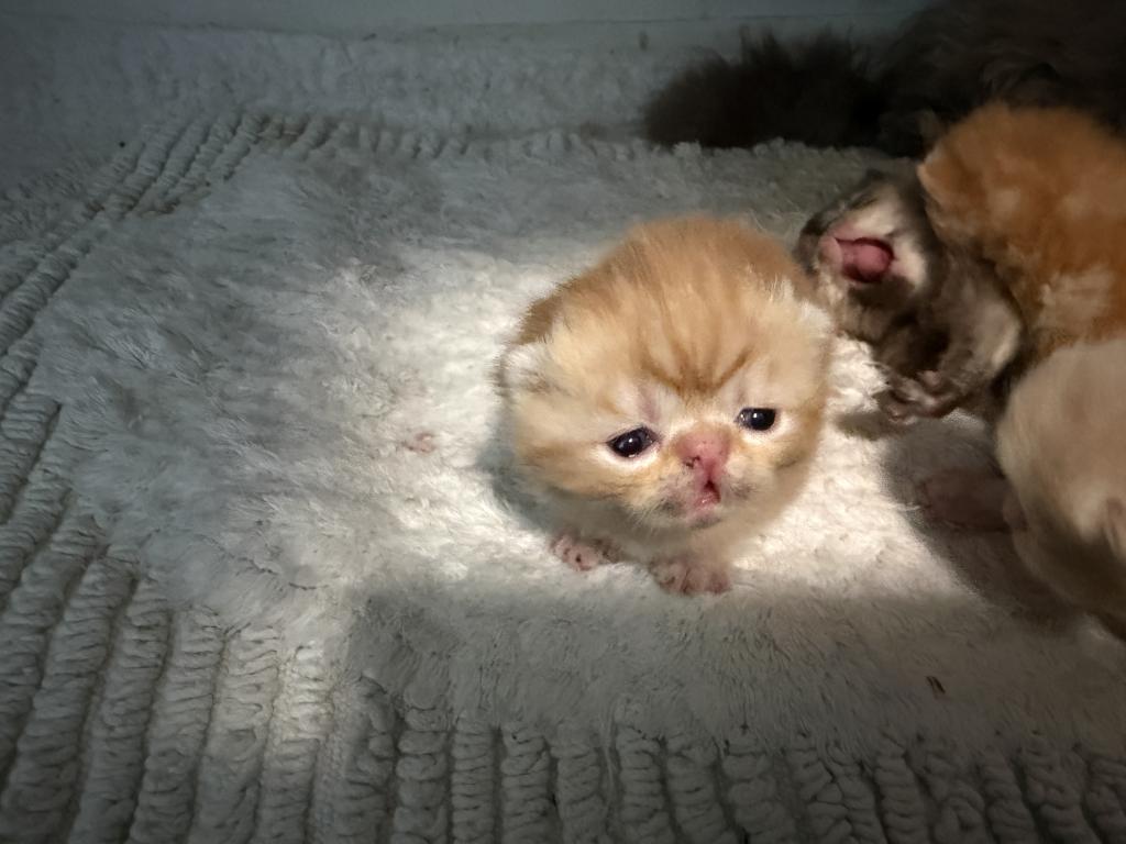 Exotic Litter Kittens photo 2