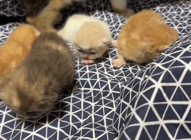 Exotic Litter Kittens photo 1