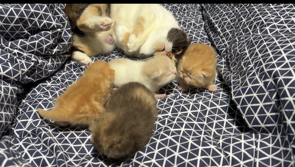 Exotic Litter Kittens photo 6