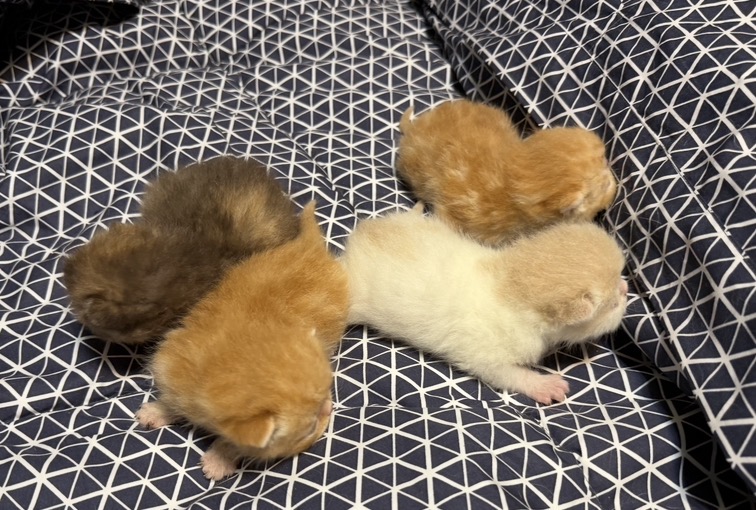 Exotic Litter Kittens photo 3