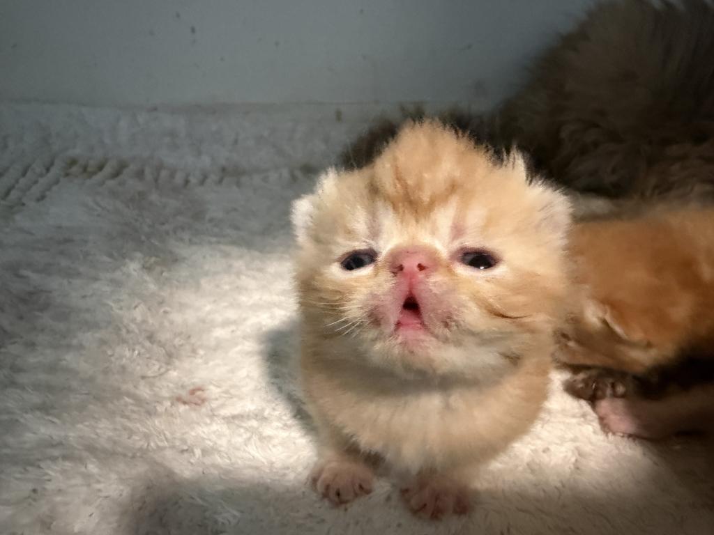 Exotic Litter Kittens photo 5