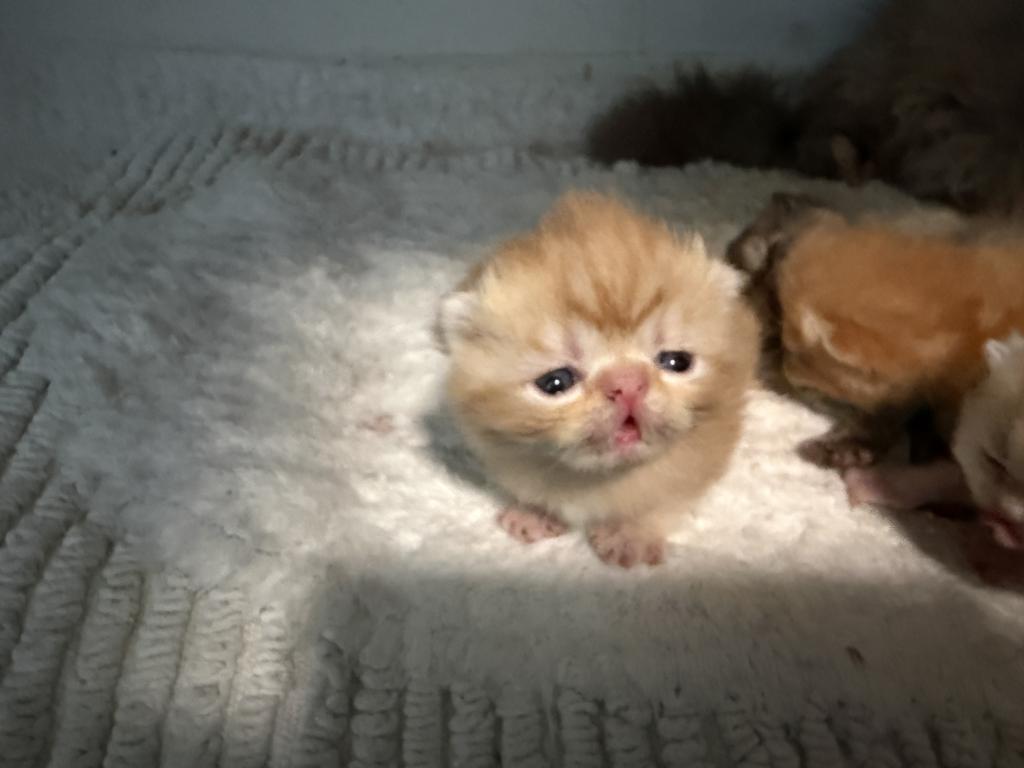 Exotic Litter Kittens photo 4