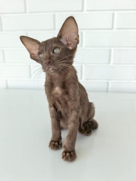 Oriental Shorthair Yellow Color photo 2