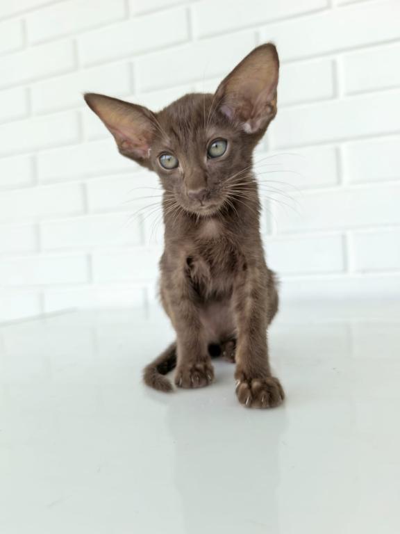 Oriental Shorthair Yellow Color photo 1