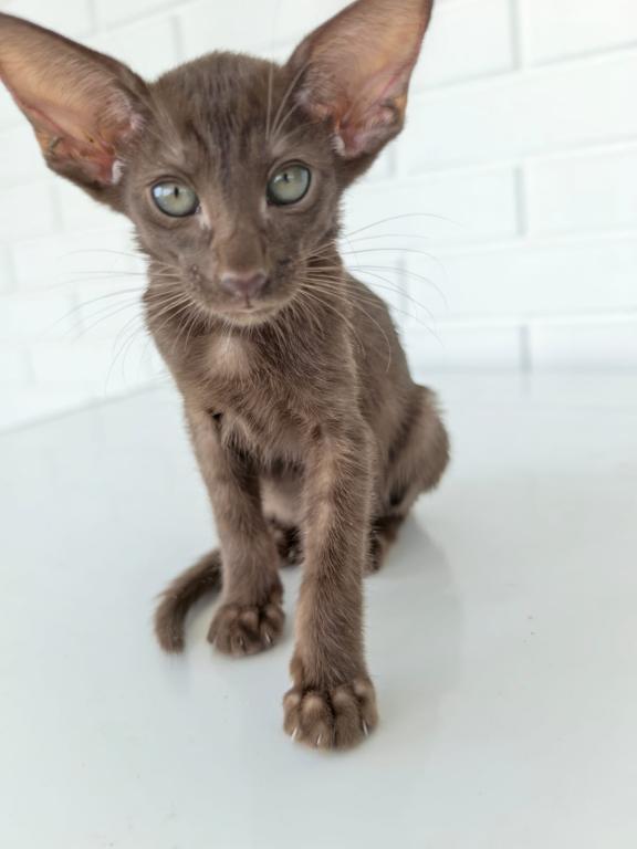 Oriental Shorthair Yellow Color photo 3