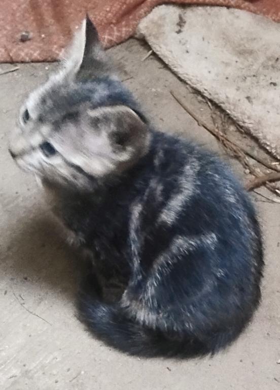 Bengal Hybrid Kittens