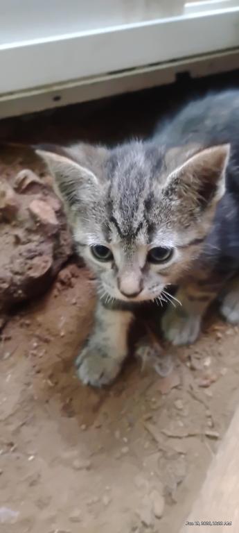 Bengal Hybrid Kittens photo 3