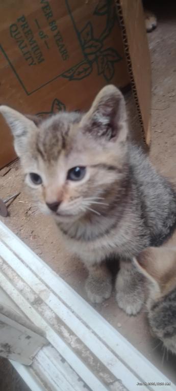 Bengal Hybrid Kittens photo 2