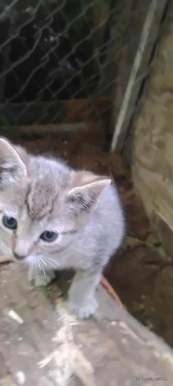 Bengal Hybrid Kittens photo 4
