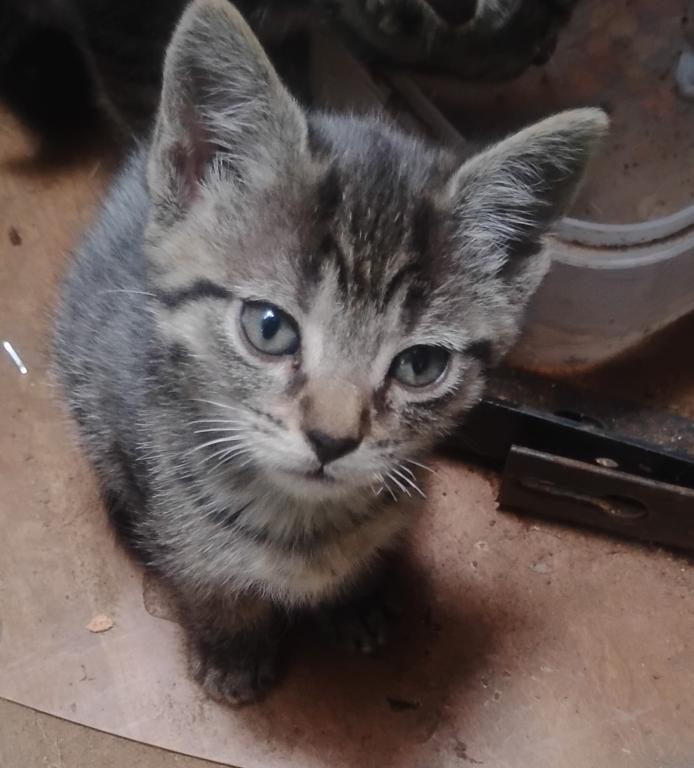 Bengal Hybrid Kittens photo 5