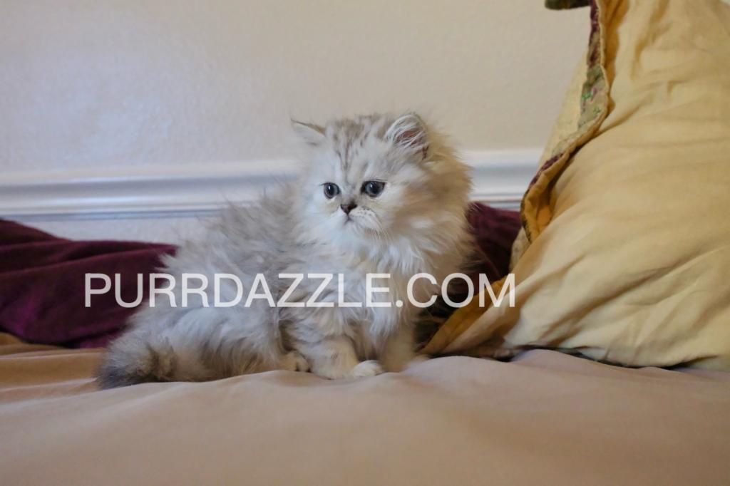 3 Female Kittens