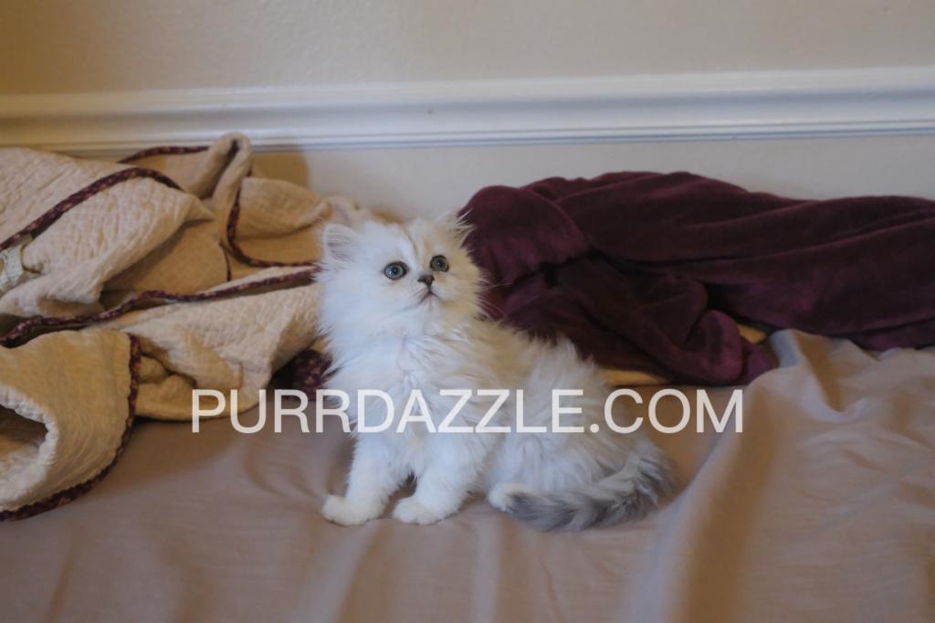 3 Female Kittens photo 2