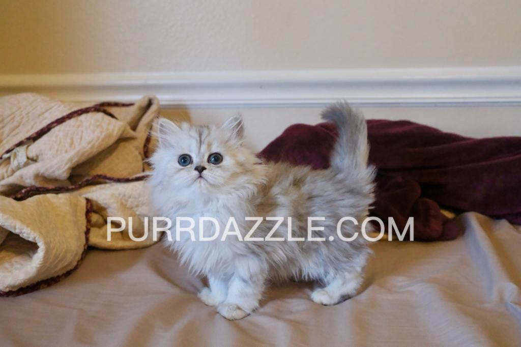 3 Female Kittens photo 3
