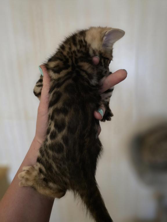 Bengal Female Kitten photo 2