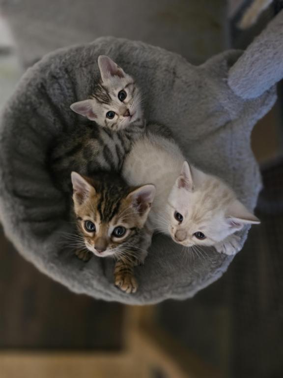 Bengal Female Kitten photo 1