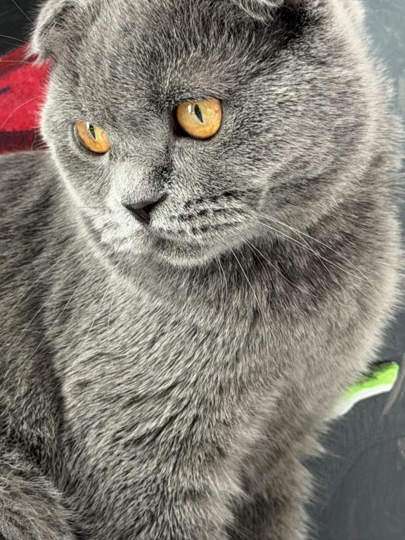 Linda photo 20