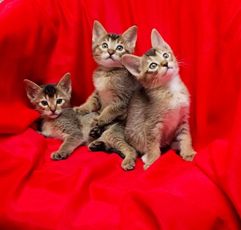 Abby Litter