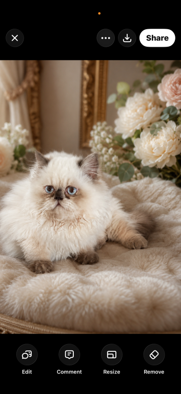 Minuet Short Legged Blue Eyes
