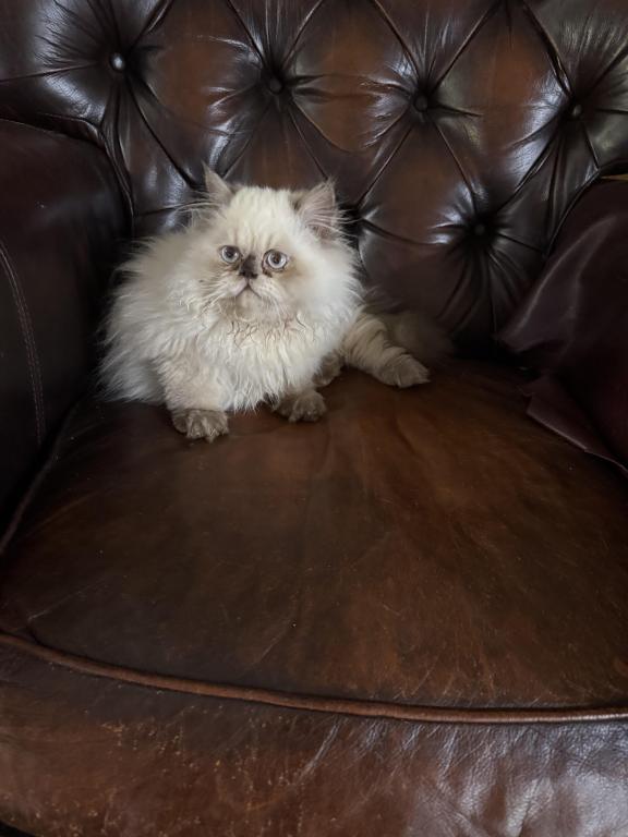 Minuet Short Legged Blue Eyes photo 2
