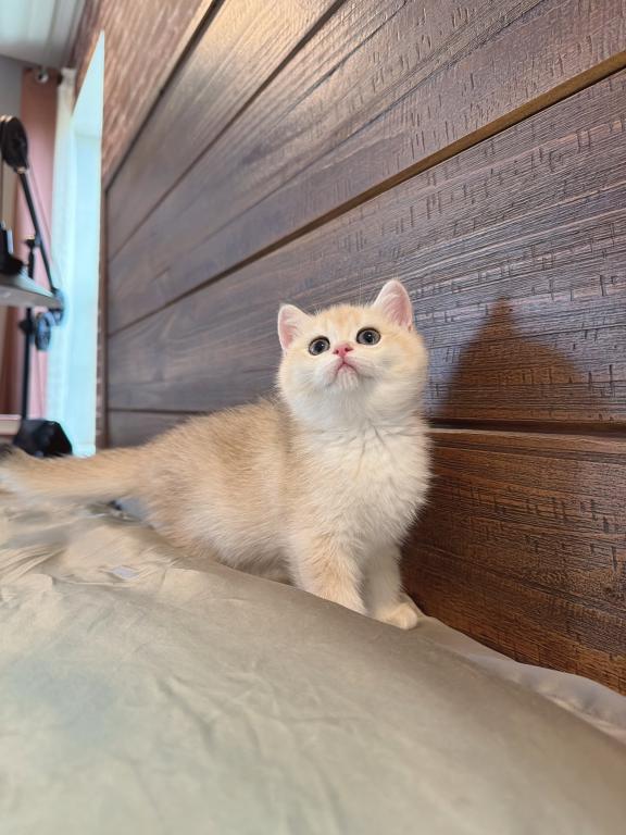 Gigi photo 3