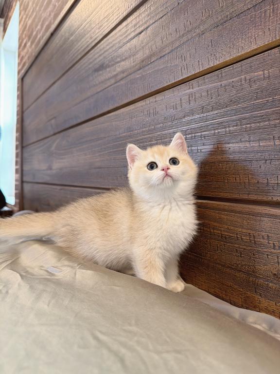 Gigi photo 2