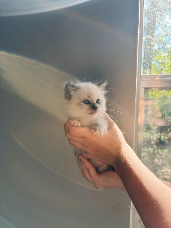 Ragdoll Babies photo 4