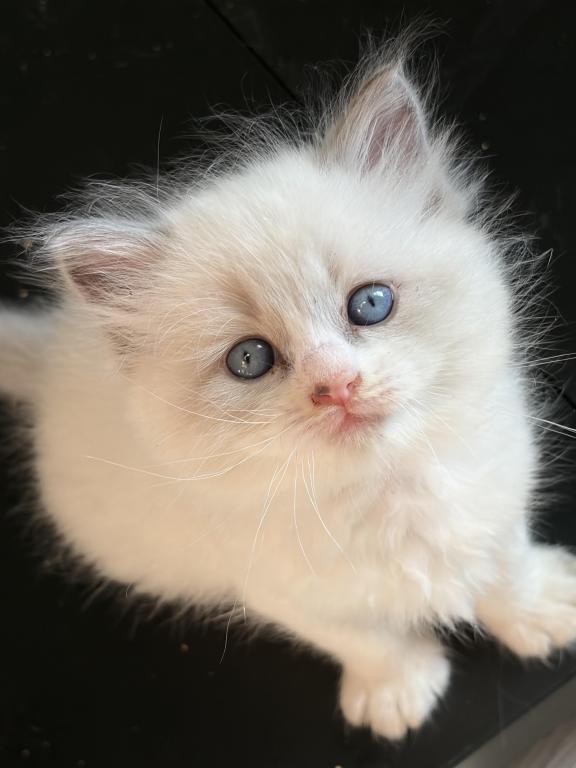 Ragdoll Babies