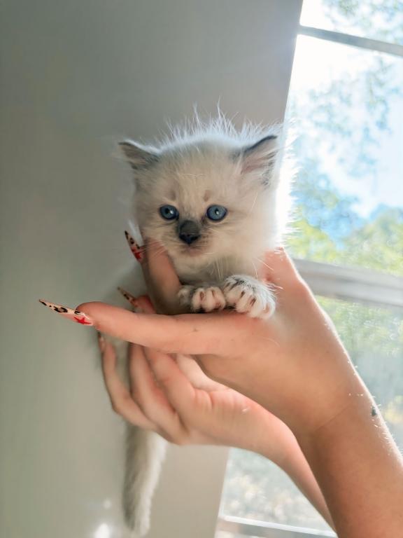 Ragdoll Babies photo 2