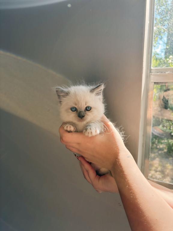 Ragdoll Babies photo 3