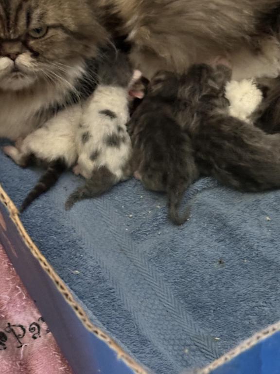 Munchkin Litter