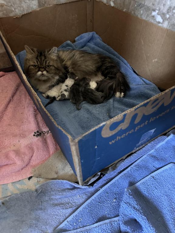 Munchkin Litter photo 4