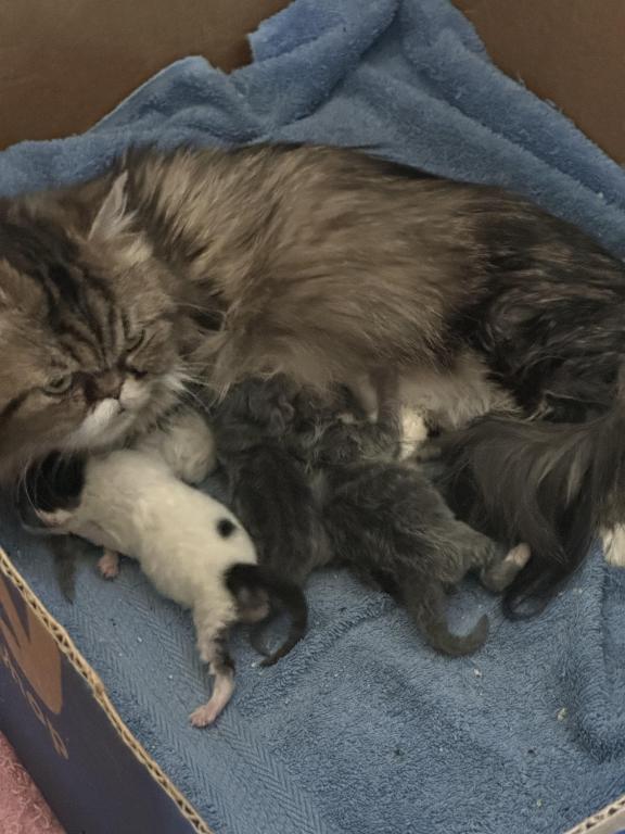 Munchkin Litter photo 5