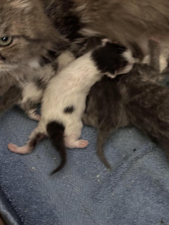 Munchkin Litter photo 6