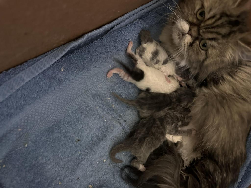 Munchkin Litter photo 2