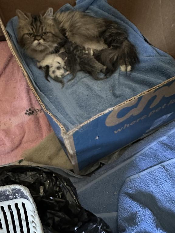 Munchkin Litter photo 3
