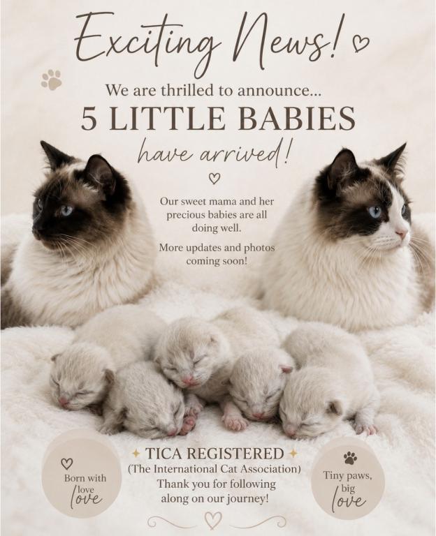 Snows Ragdolls photo 1