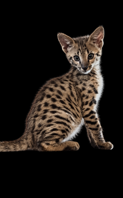 F2 Savannah Kittens photo 1